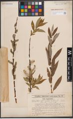 Foto von Salix daphnoides Vill.